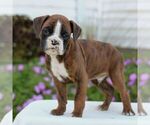 Small #2 Boxer