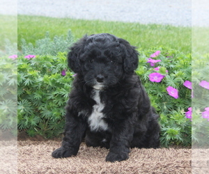 Medium Poodle (Miniature)-Sheepadoodle Mix