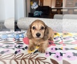 Small #4 Dachshund