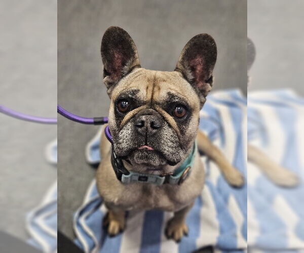 Medium Photo #9 French Bulldog Puppy For Sale in Lake Elsinore, CA, USA