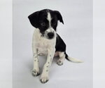 Small #1 Jack Russell Terrier Mix