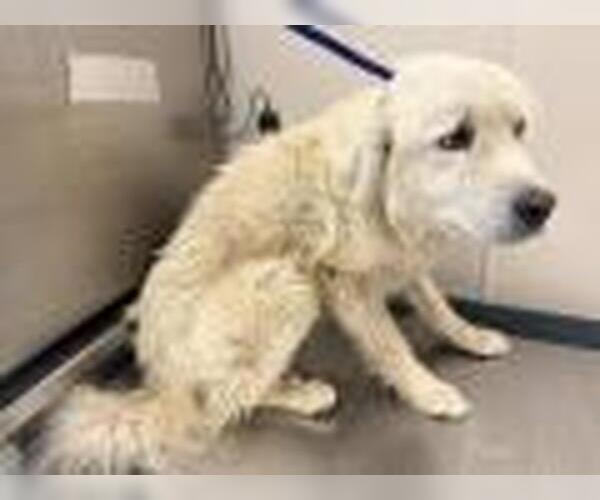Medium Photo #1 Great Pyrenees-Unknown Mix Puppy For Sale in Visalia, CA, USA