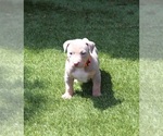 Puppy Puppy 2 Orange American Bully