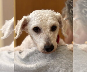 Bichon Frise Dogs for adoption in Batavia, NY, USA