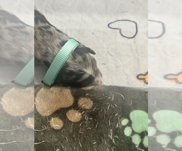 Medium Photo #76 Aussiedoodle-Bernedoodle Mix Puppy For Sale in BELTON, SC, USA