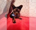Small Photo #3 Yorkshire Terrier Puppy For Sale in BROOKHAVEN, MS, USA