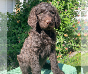 Medium Poodle (Standard)