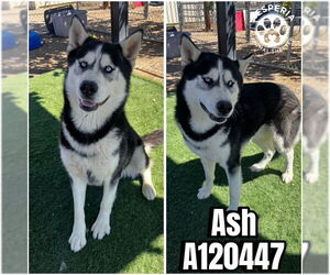 Siberian Husky Dogs for adoption in HESPERIA, CA, USA