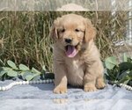 Puppy Major Golden Retriever