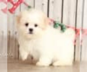 Zuchon Puppy for sale in MOUNT VERNON, OH, USA