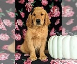 Small #7 Golden Retriever