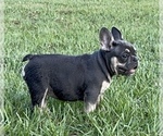 Small #2 French Bulldog