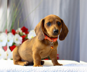 Dachshund Puppy for sale in ANNVILLE, PA, USA
