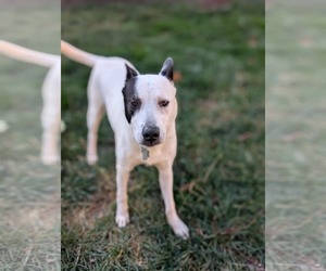 Parker - Louisiana Litter - Male Mutt Dog for Adoption - Photo #18