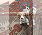 Small #2 Dachshund