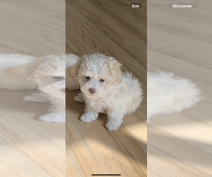 Maltese-Poodle (Toy) Mix Puppy for sale in FORT GRATIOT, MI, USA