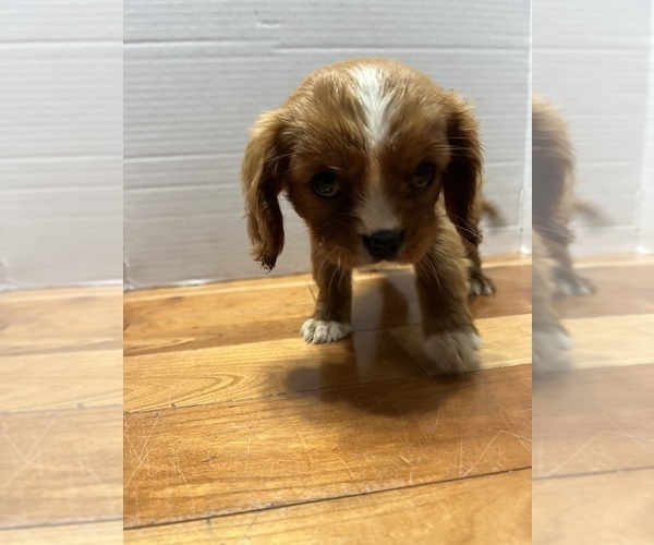 Medium Photo #1 Cavalier King Charles Spaniel Puppy For Sale in FORT ATKINSON, WI, USA