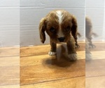 Small Cavalier King Charles Spaniel