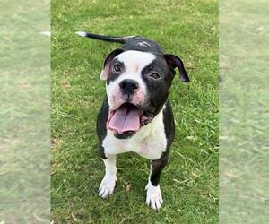 Mutt Dogs for adoption in Sugar Land, TX, USA