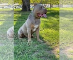 Small Photo #1 American Bully Puppy For Sale in UPLAND, CA, USA
