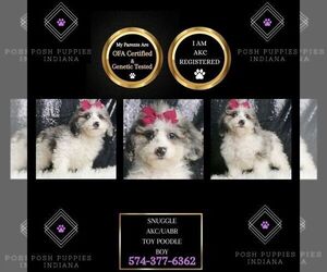 Poodle (Toy) Puppy for sale in WARSAW, IN, USA