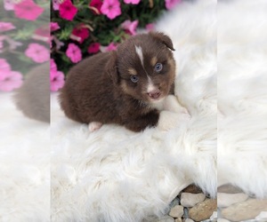 Australian Shepherd Puppy for sale in BROOKVILLE HEIGHTS, IN, USA