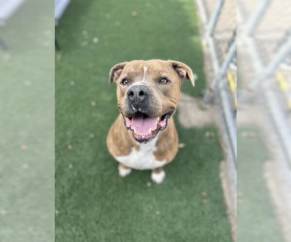 Medium Photo #1 Mutt Puppy For Sale in Chula Vista, CA, USA