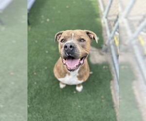 Mutt Dogs for adoption in Chula Vista, CA, USA