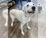 Small #7 Labrador Retriever Mix