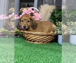 Small #1 Dachshund