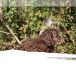 Small #4 ShihPoo