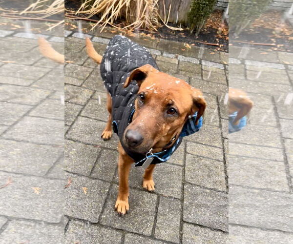 Medium Photo #6 Black Mouth Cur-Vizsla Mix Puppy For Sale in Oakhurst, NJ, USA