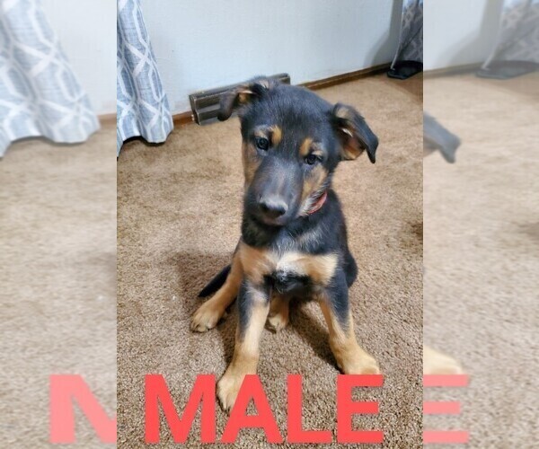 Medium Photo #5 Shepradors Puppy For Sale in STERLING, CO, USA