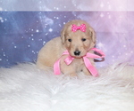 Small Photo #13 Goldendoodle Puppy For Sale in KISSIMMEE, FL, USA