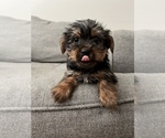 Small Photo #3 Yorkshire Terrier Puppy For Sale in BEECH GROVE, IN, USA
