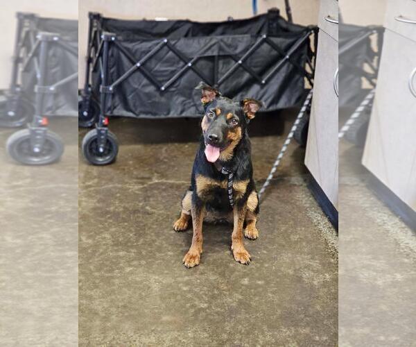 Medium Photo #4 Australian Kelpie-Unknown Mix Puppy For Sale in Rockwall, TX, USA