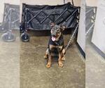 Small #3 Australian Kelpie Mix