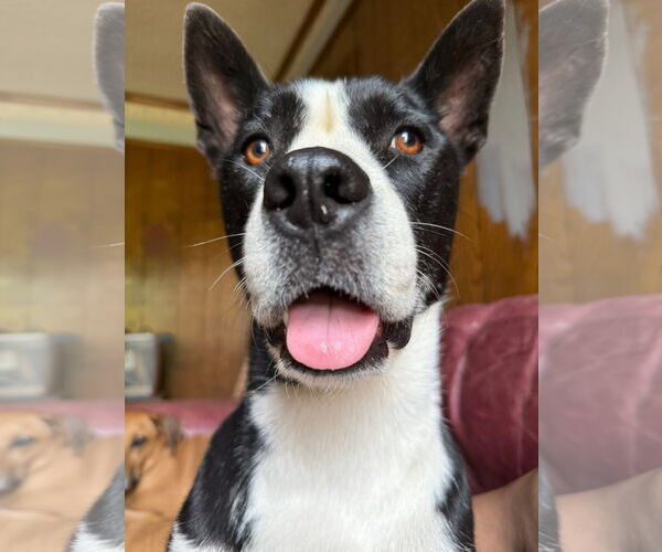 Medium Photo #4 American Pit Bull Terrier-Siberian Husky Mix Puppy For Sale in La Vergne, TN, USA