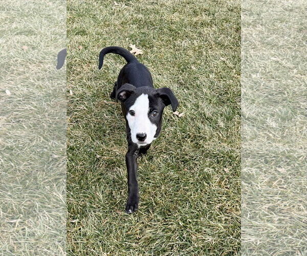 Medium Photo #4 Mutt Puppy For Sale in Plainfield, IL, USA