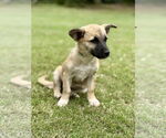 Small #1 Mutt