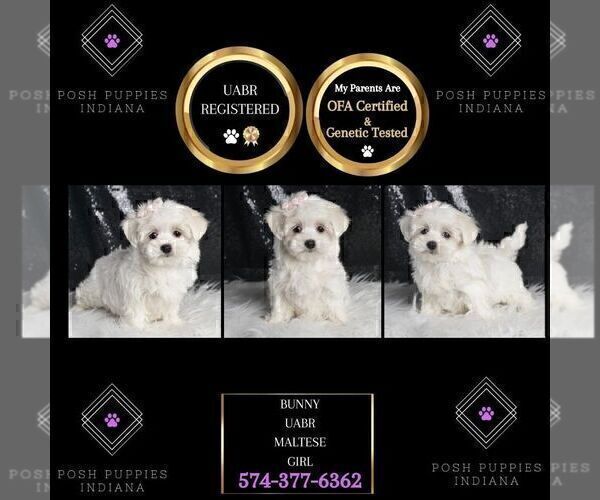 Medium Photo #2 Maltese Puppy For Sale in WARSAW, IN, USA