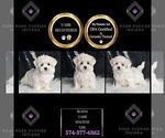 Small #1 Maltese