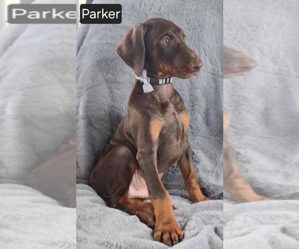 Medium Photo #4 Doberman Pinscher Puppy For Sale in POMEROY, OH, USA