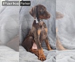Small #3 Doberman Pinscher