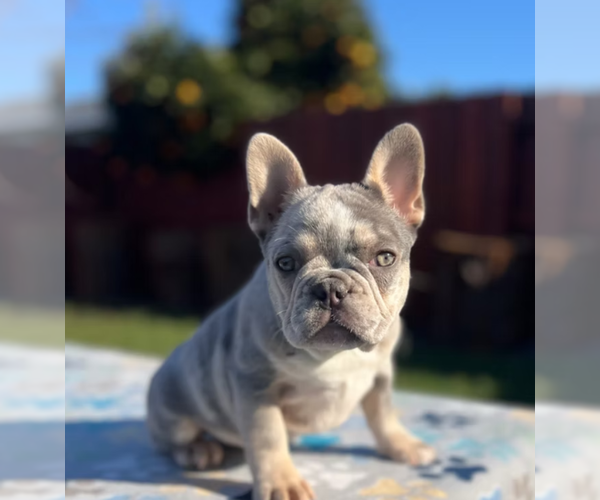 Medium Photo #1 French Bulldog Puppy For Sale in SACRAMENTO, CA, USA