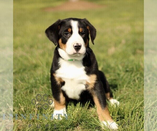 Medium Photo #1 Greater Swiss Mountain Dog Puppy For Sale in RONKS, PA, USA