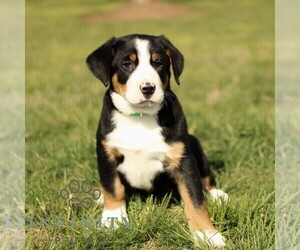 Greater Swiss Mountain Dog Puppy for sale in RONKS, PA, USA