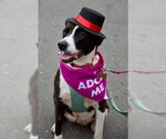 Small Border Collie Mix