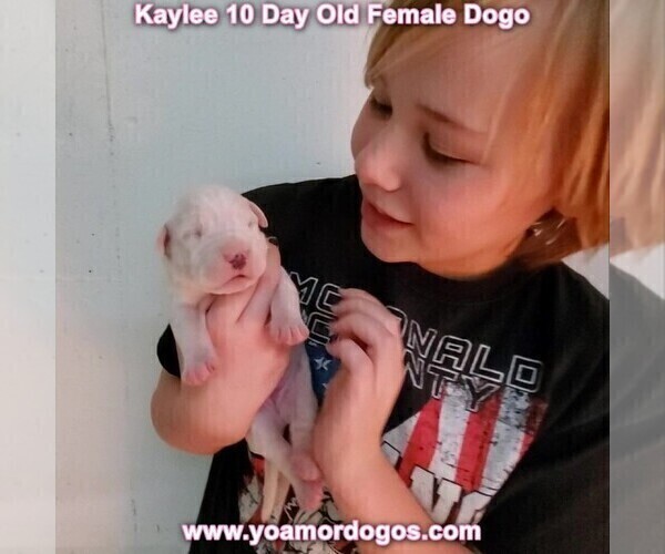 Medium Photo #22 Dogo Argentino Puppy For Sale in JANE, MO, USA