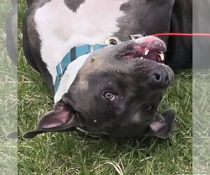 Gayle - Female Mutt Dog for Adoption - Photo #8